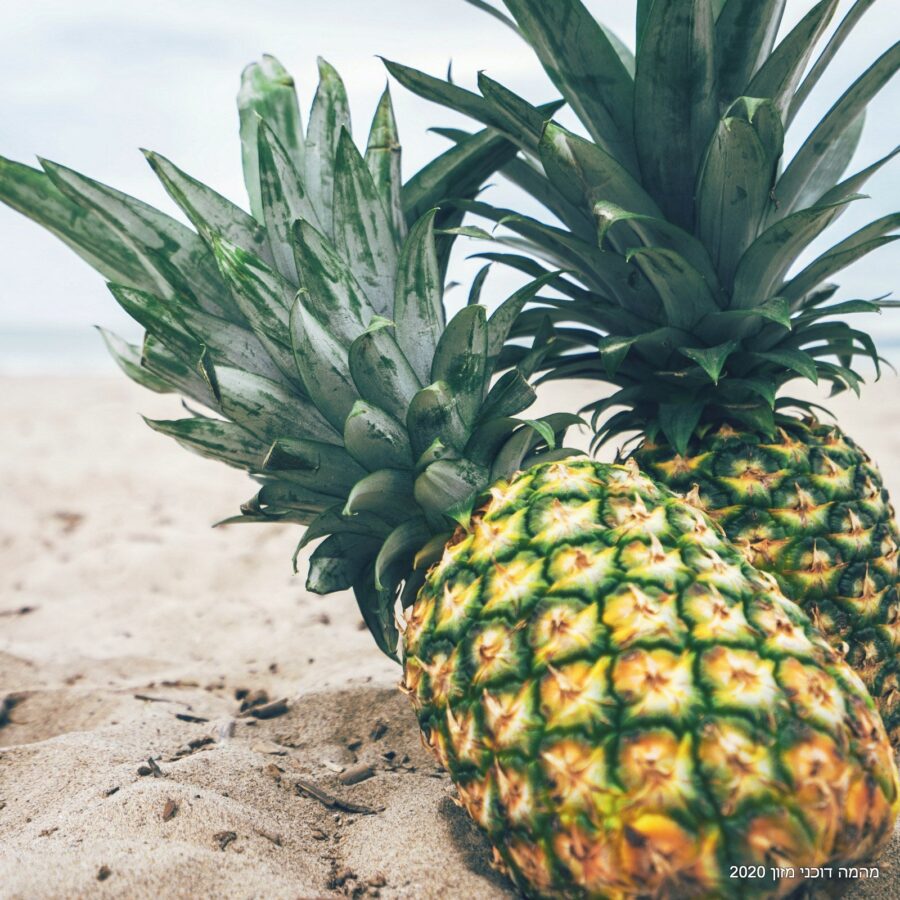 1 Pineapple Supply Co Zpdnajr5sco Unsplash.jpg
